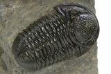 Detailed Gerastos Trilobite Fossil - Morocco #311060-1